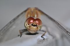 Sympetrum striolatum